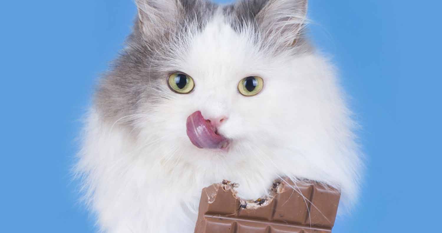 How Much Chocolate Can Kill A Cat?