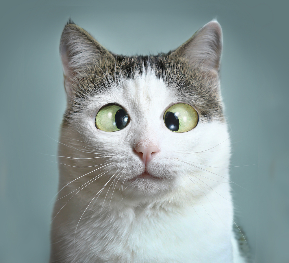 Cat squinting eyes