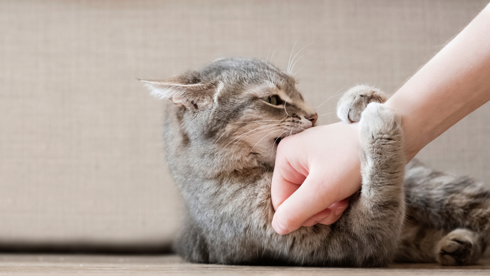 How Long Do Cats Hold Grudges