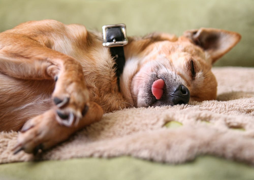 Dog Sleeping With Tongue Out