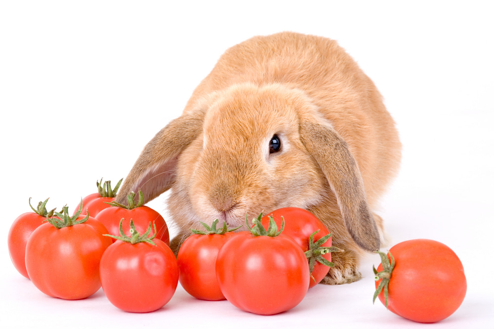 Can Rabbit Eat Tomatoes?