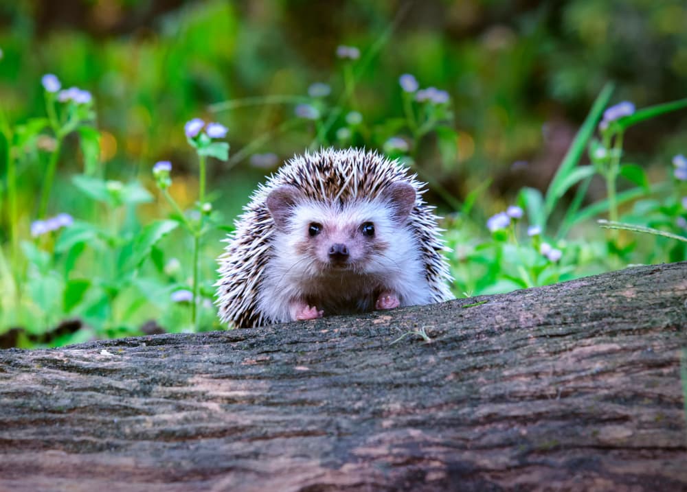 Hedgehog Lifespan