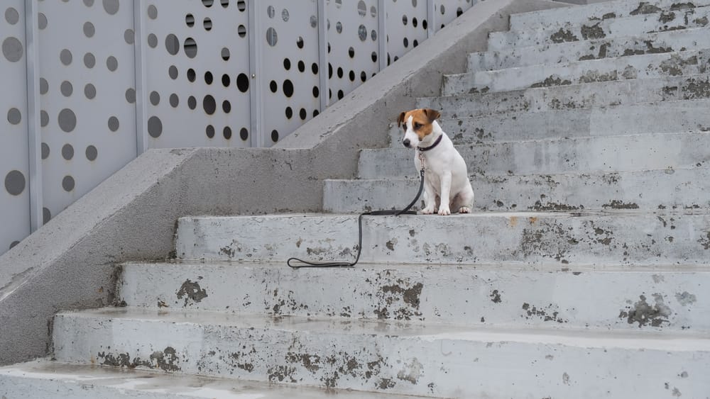 How To Train A Dog To Go Stairs