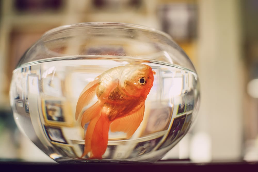 Why Your Gold Fish Die