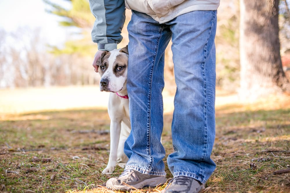 Pros and Cons of Being a Guardian Dog Owner