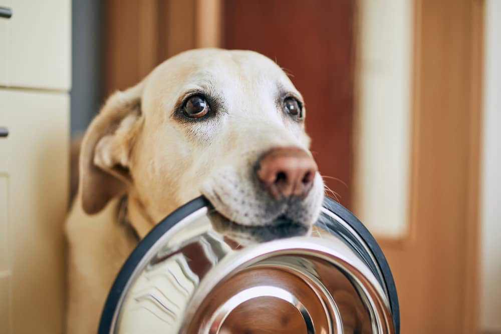 What to feed dogs with Diarrhea