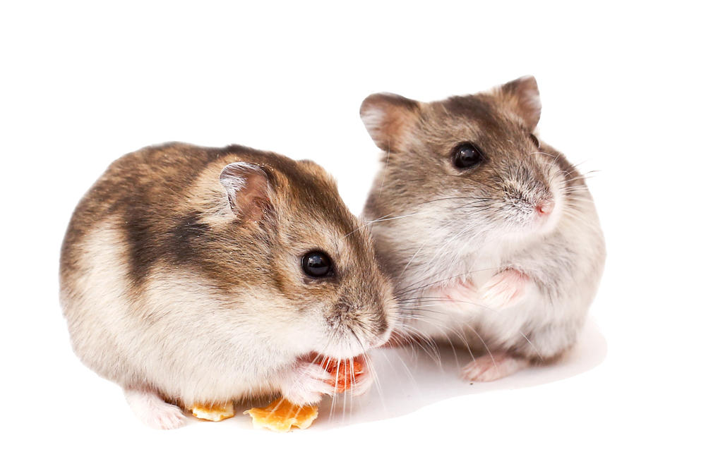 Female Vs Male Hamsters